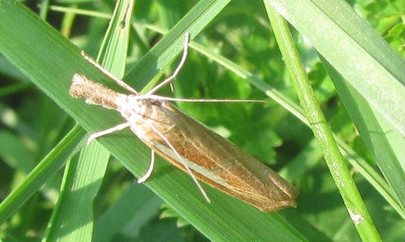 Agriphila selasella?